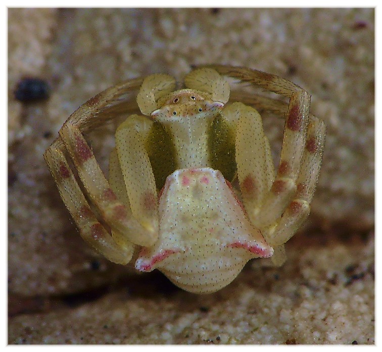 Ragni vari(Gnaphosidae, Lycosidae, Theridiidae, Thomisidae.)